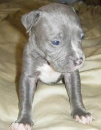 Este es my dog y es un american stanford blue.
Este es my dog y es un american stanford blue.
